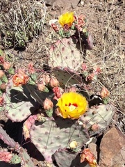 Opuntia azurea