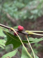 Kokkocynips difficilis