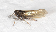 Javesella pellucida