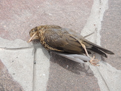 Turdus falcklandii