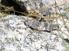Oedipoda coerulea