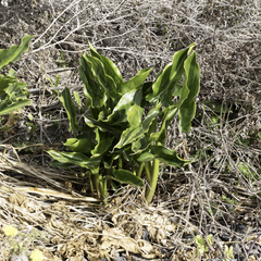 Zantedeschia aethiopica