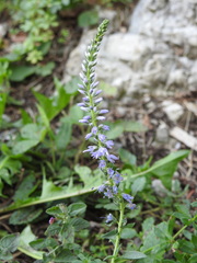 Veronica barrelieri
