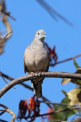 Geopelia placida placida