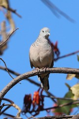 Geopelia placida placida