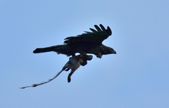 Nisaetus nipalensis