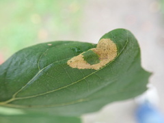 Phyllonorycter aeriferella