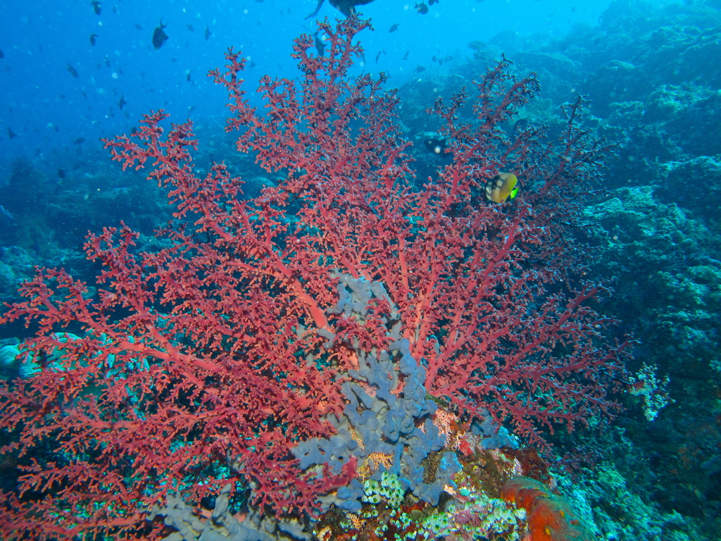 Cherry Blossom Coral