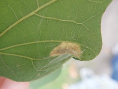 Phyllonorycter aeriferella