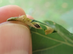 Phyllonorycter aeriferella