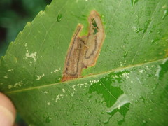 Stigmella slingerlandella