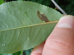 Stigmella slingerlandella