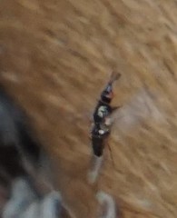 Prochyliza xanthostoma