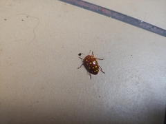 Iphiclus sedecimmaculatus