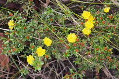 Hibbertia bracteata