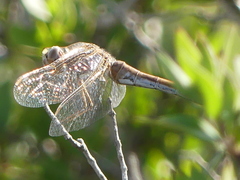 Sympetrum meridionale