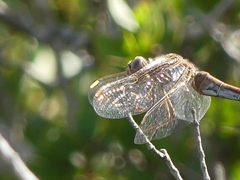 Sympetrum meridionale