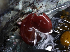 Constantinea simplex