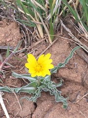 Nothocalais cuspidata