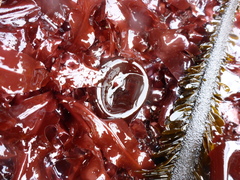 Constantinea simplex