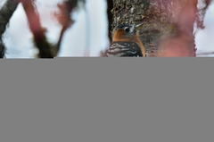 Dendrocopos hyperythrus