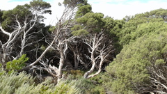 Melaleuca halmaturorum