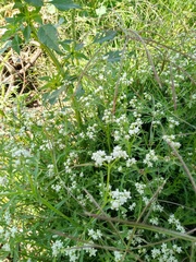 Magnoliopsida