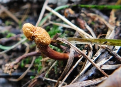 Pleurocordyceps