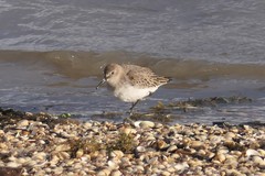 Calidris alpina