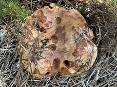 Tricholoma colossus