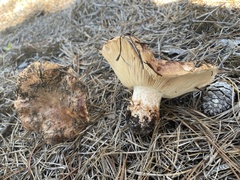 Tricholoma colossus