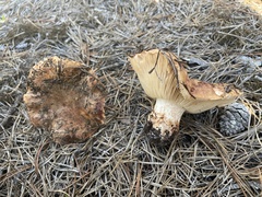 Tricholoma colossus