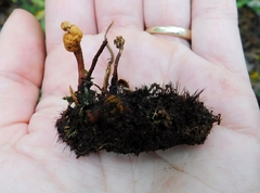 Pleurocordyceps