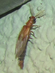 Distremocephalus texanus