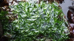 Ulvaceae