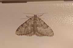 Nebula ibericata
