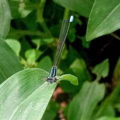 Pseudagrion melanicterum