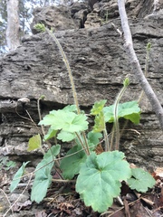 Heuchera richardsonii