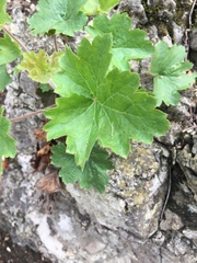 Heuchera richardsonii