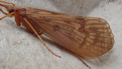 Halesus radiatus