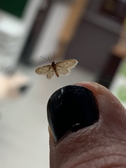 Idaea bonifata