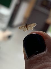 Idaea bonifata