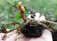 Pleurocordyceps