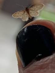 Idaea bonifata
