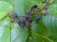 Rhamnus fallax