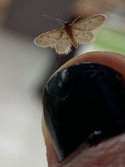Idaea bonifata