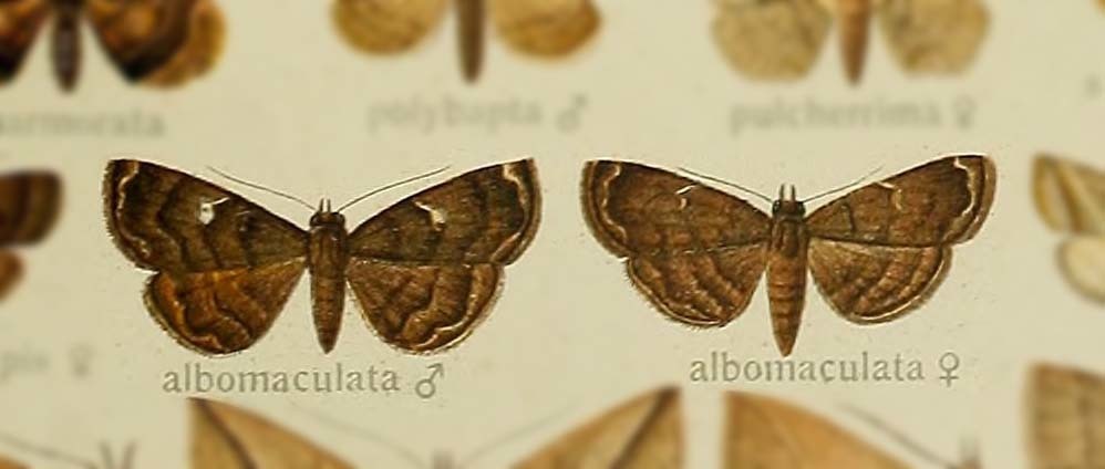 Idia albomaculata