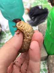 Oryctes nasicornis