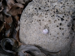 Gastropoda