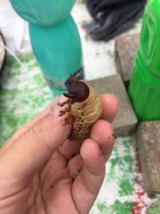 Oryctes nasicornis